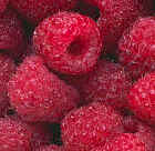 Raspberries.jpg