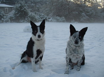 A pair of cold dogs.JPG