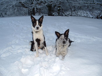 Blue and Lexxy enjoying the Snow.JPG