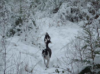 Blue and Lexxy running through the Forrest near the Penmachno Mountain bike trail.JPG